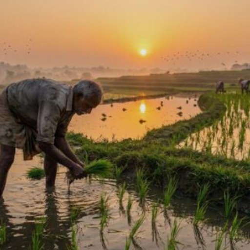 Crops Markets
