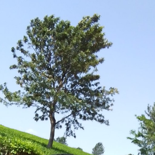 UPPER MPHUKA