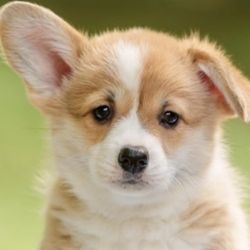 Pupper